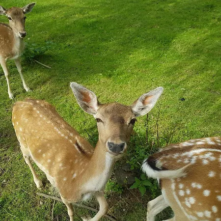 Tatrzanski Relax & Gasthuis 3*