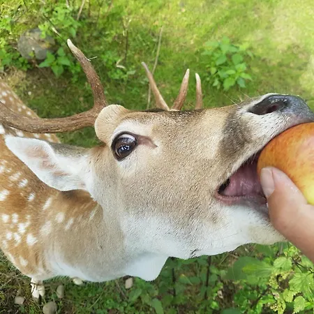 Tatrzanski Relax & Gasthuis 3*