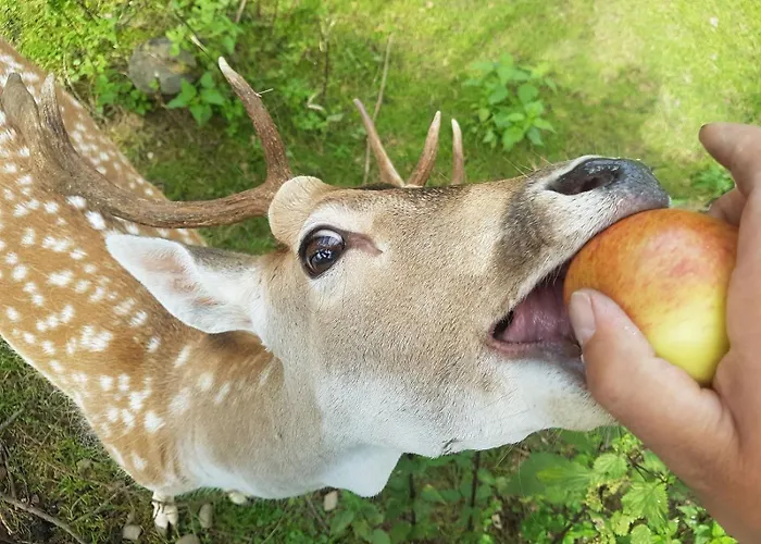 Tatrzanski Relax & Pensión 3*